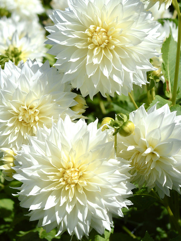 Witte Dahlia Fleurel bestellen