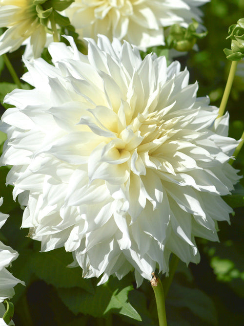 Dahlia bollen Fleurel