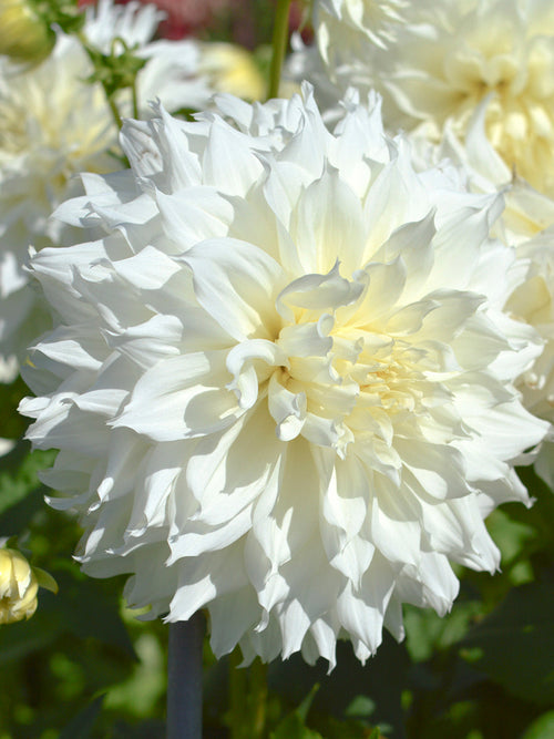 Dahliaknollen Fleurel