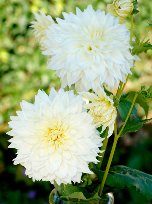 Dahlia Fleurel online bestellen