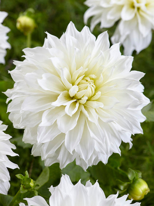 Dahlia Fleurel bestellen