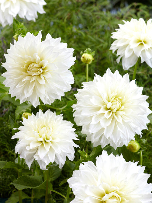Dahlia Fleurel online kopen