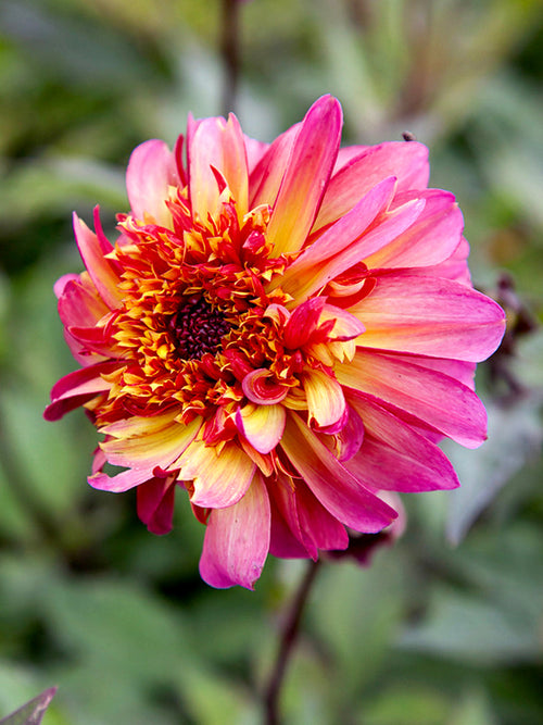 Dahlia Floorinoor geteeld uit knol met karakteristieke tweekleurige bloemen bloeiend van juli tot de eerste herfstvorst