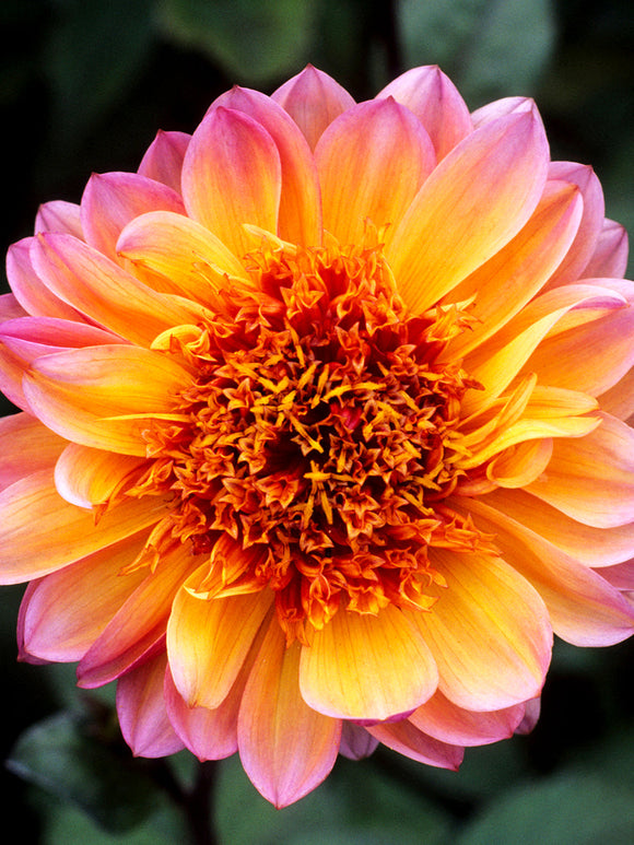 Anemoondahlia Floorinoor in volle bloei met warme roze en oranje tinten en donkergroen blad in zomertuin