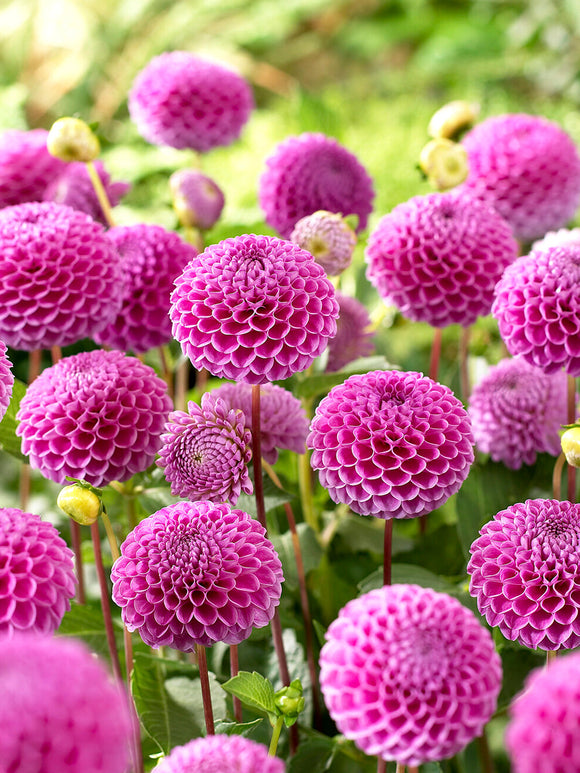 Pompondahlia Franz Kafka in volle bloei met kleine ronde roze bloemhoofden als ideale snijbloem in zomertuin