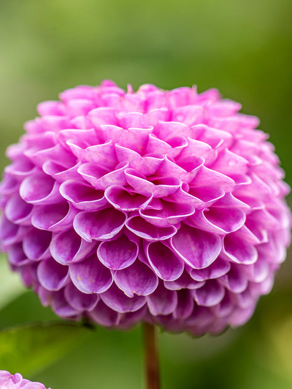 Dahlia Franz Kafka geteeld uit knol met bolvormige roze bloemen bloeiend van vroege zomer tot de eerste herfstvorst