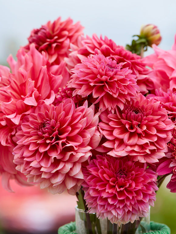 Close-up of Dahlia Fuchsia Whisper flower heads