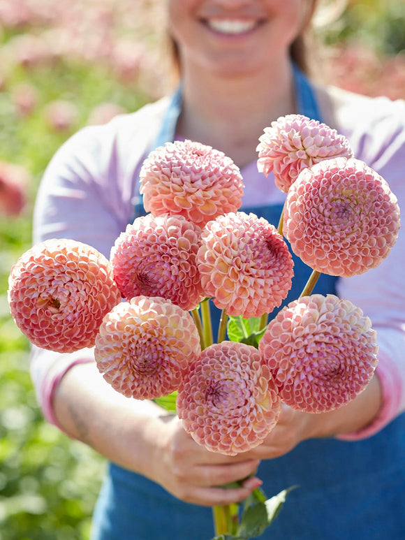 Dahlia Cornel Salmon met perfect ronde zalmkleurige bloemen