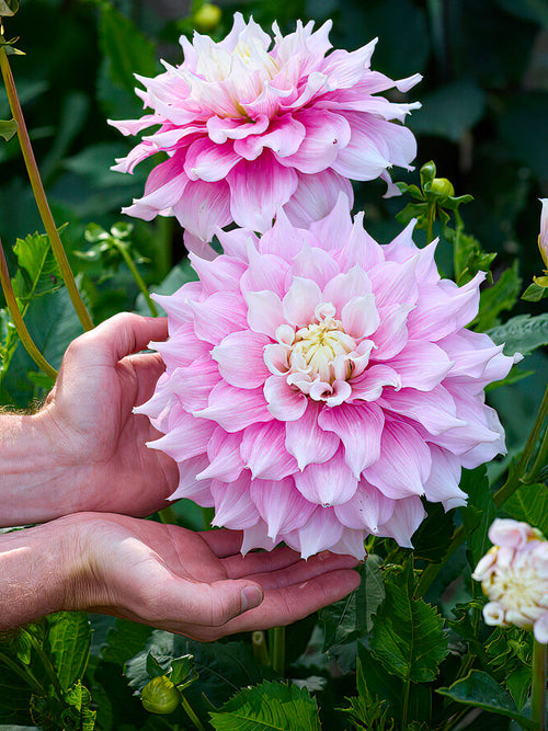 Dahlia Gitts Perfection