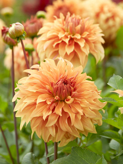Dahlia Great Hercules met warme perzik- en botergele tinten