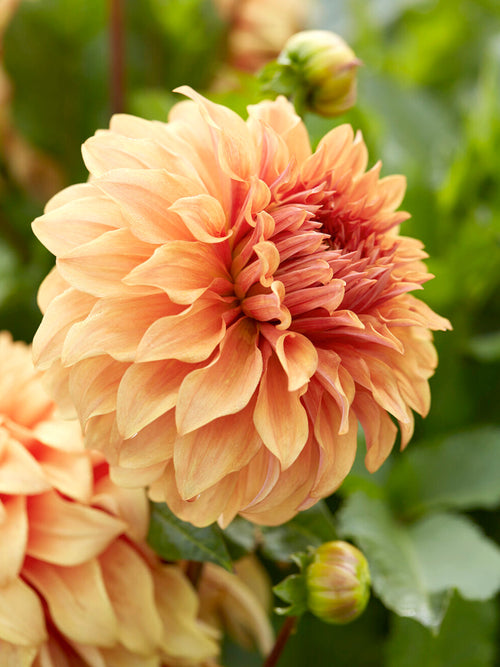 Decoratieve Dahlia Great Hercules als blikvanger in de tuin