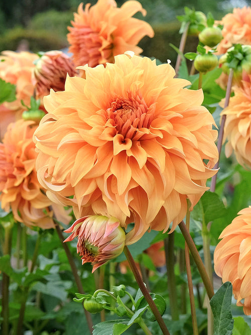 Dahlia Great Hercules als indrukwekkende snijbloem