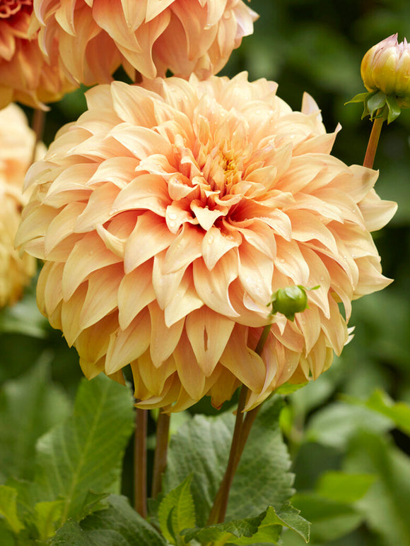 Dahlia Great Hercules met extra grote perzikkleurige bloemen