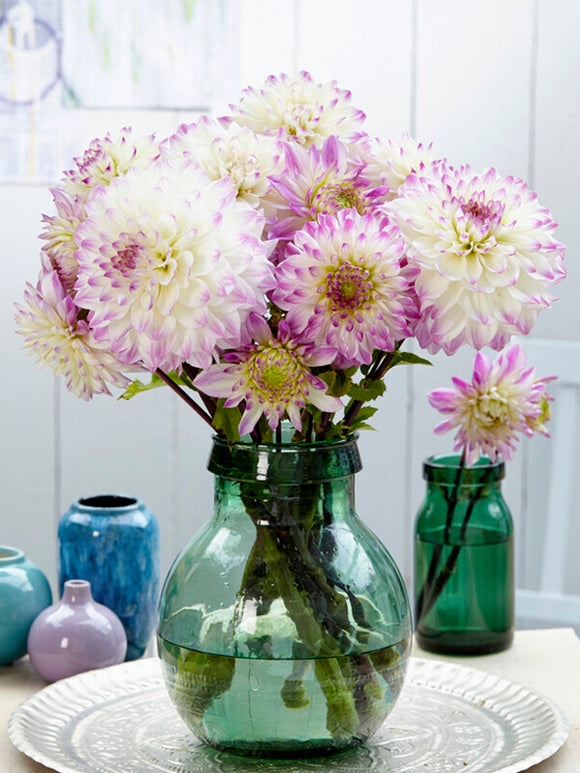 Dahlia Hapet Blue Eyes online bollen kopen