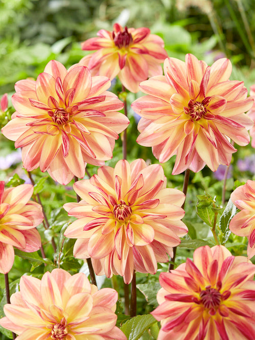 Dahlia Happy Butterfly met abrikoos- en roze tinten