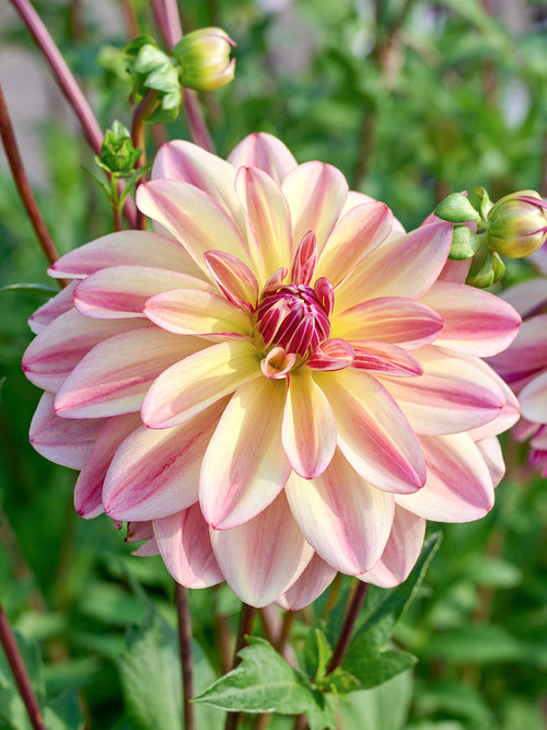 Dahlia Happy Butterfly met perzik- en zachtroze bloemen