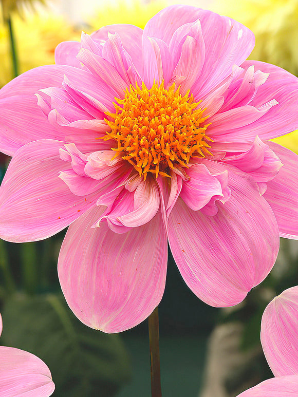 Dahlia Hartenaas