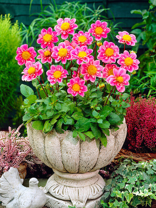 Dahlia Hartenaas
