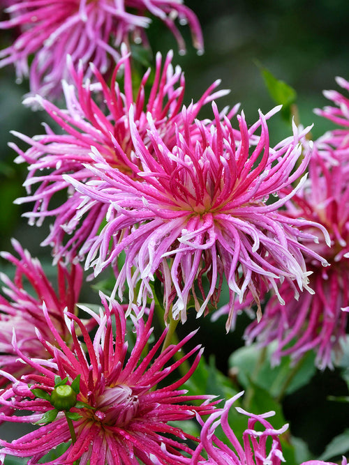 Spinbloemige Dahlia Hollyhill Spiderwoman in volle bloei
