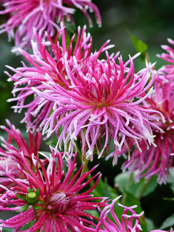 Spinbloemige Dahlia Hollyhill Spiderwoman in volle bloei