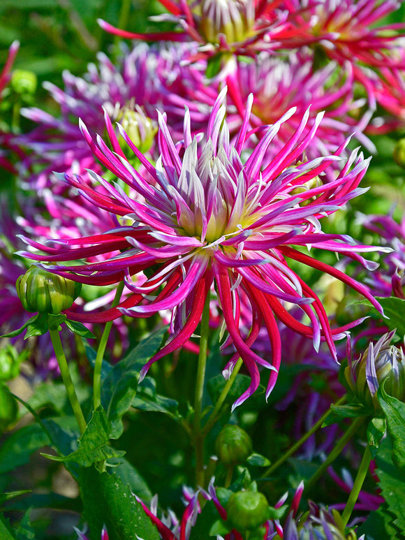 Dahlia Hollyhill Spiderwoman met magentaroze spinbloemen