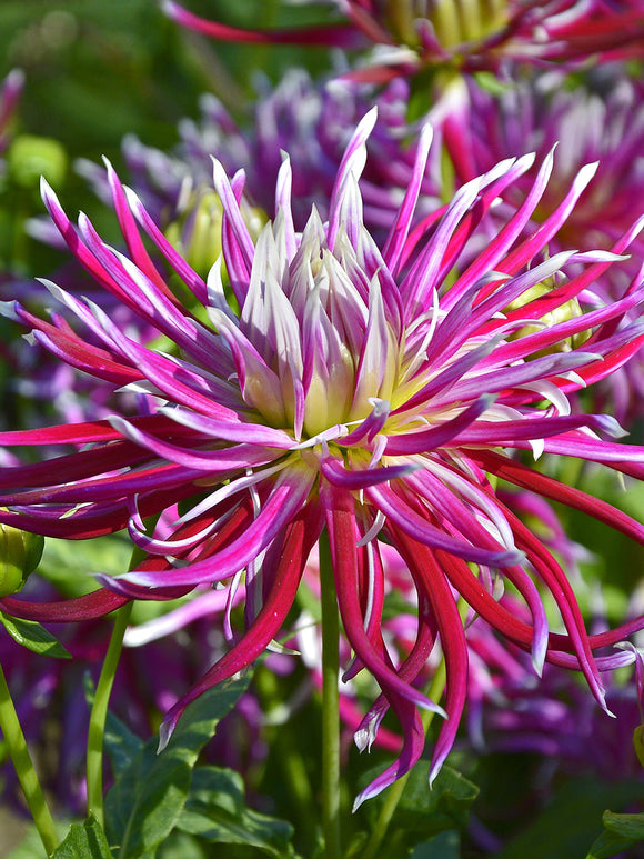 Close-up van Dahlia Hollyhill Spiderwoman met smalle gedraaide bloemblaadjes