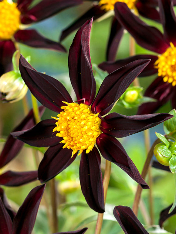 Zwarte Dahlias Honka