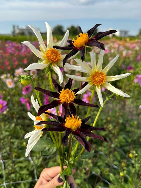 Dahlia Honka Mix - Witte en Zwarte Honka Dahlias gemengd