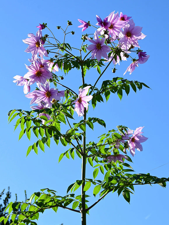Boomdahlia Imperialis met lichtroze bloemen op hoge stelen