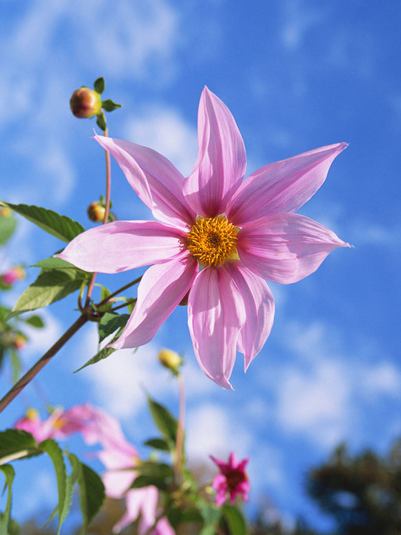 Dahlia Imperialis met lavendelroze bloemen en geel hart