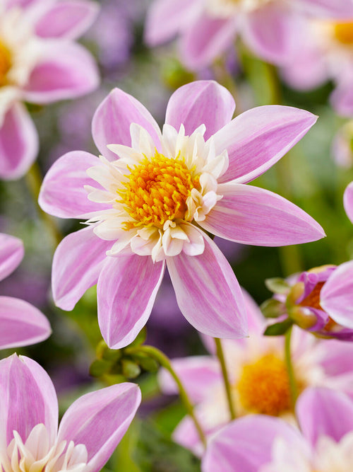 Dahlia Impression Famoso met felroze kraagbloemen
