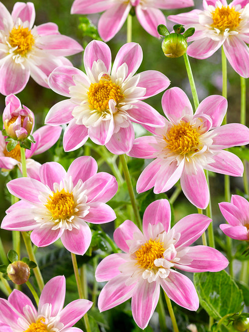 Dahlia Impression Famoso met open bloemen voor bestuivers