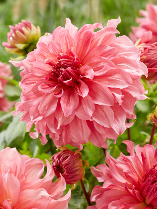 Close-up van Dahlia Islander met enorme roze bloem