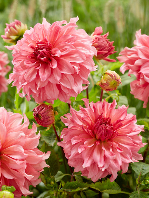 Dahlia Islander met romantische schelproze bloemen