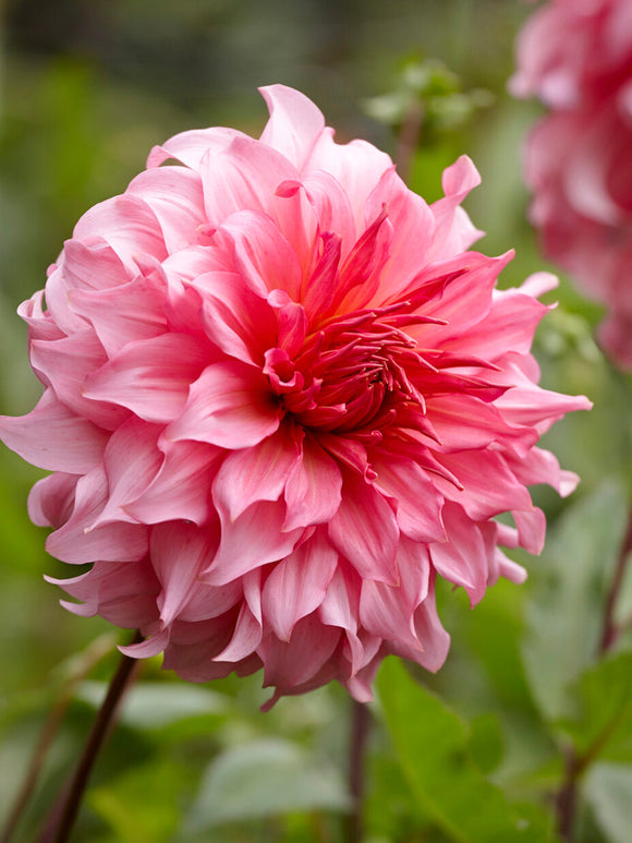 Bloeiende Dahlia Islander als blikvanger in de border