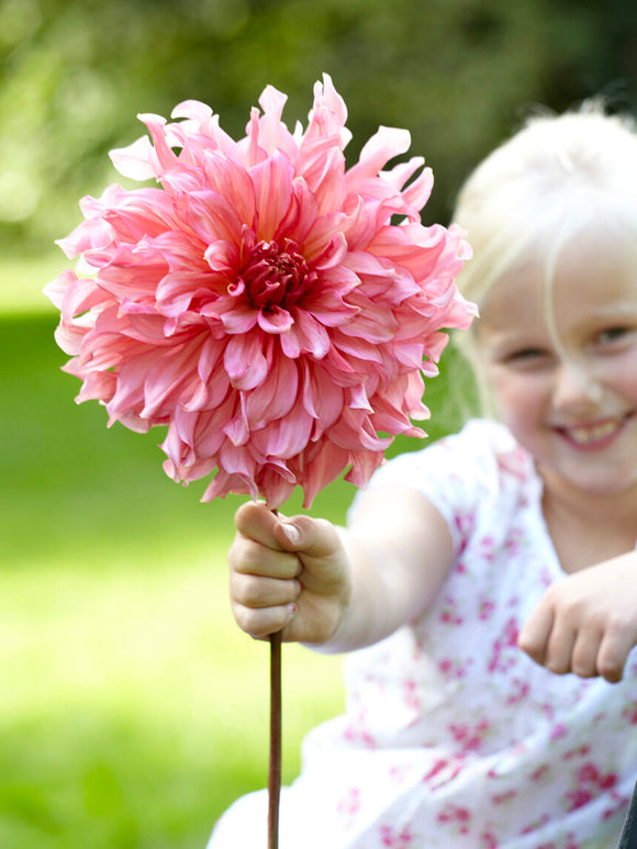 Dinnerplate Dahlia Islander met zachtroze gevulde bloemen