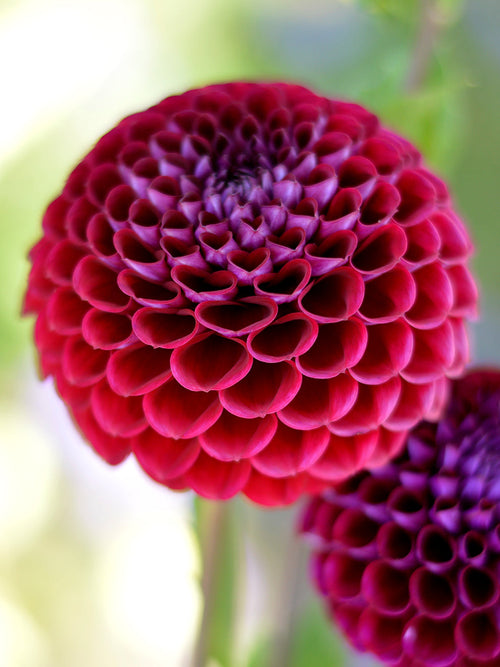 Dahlia Ivannetti knollen