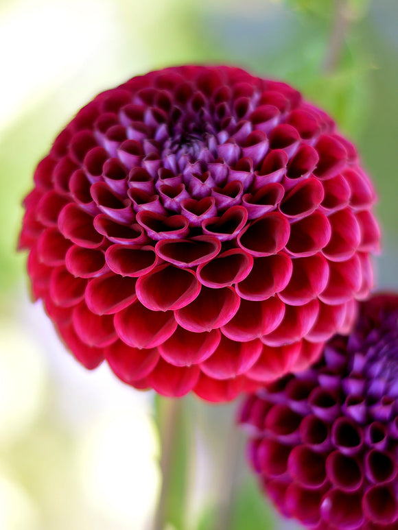 Dahlia Ivannetti knollen