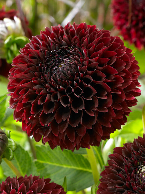Dahlia Jowey Mirella bestellen