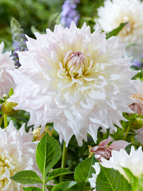 Witte Dahlia Kas Cloud in volle bloei