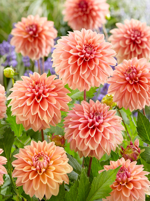 Dahlia Kick Off Zomerse warmte in elke tuin
