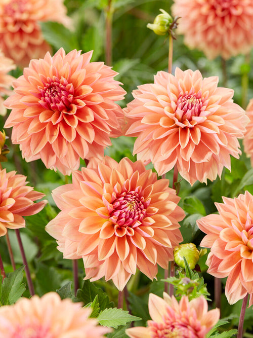 Warme kleuren, maandenlang in bloei
