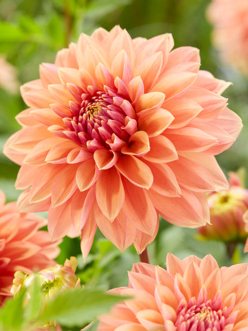 Dahlia Kick Off Vuurwerk van warme zomerkleuren