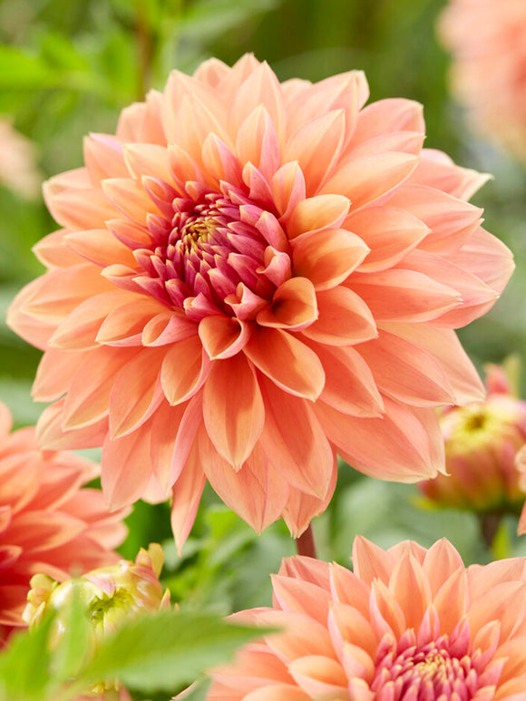 Dahlia Kick Off Vuurwerk van warme zomerkleuren