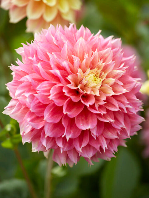 Dahlia Kogane Fubuki - Dahliaknollen bestellen