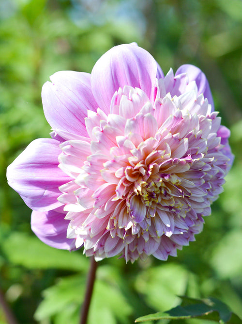 Dahliaknollen - Dahlia Life Style