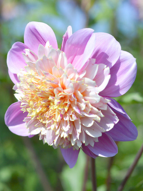 Dahlia Life Style - Dahliaknollen