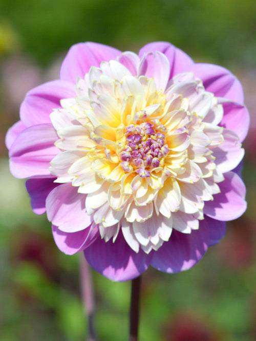 Dahlia Life Style bestellen