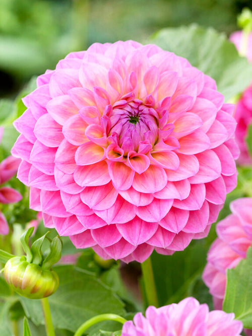 Dahlia Linda's Baby dahliaknollen bestellen