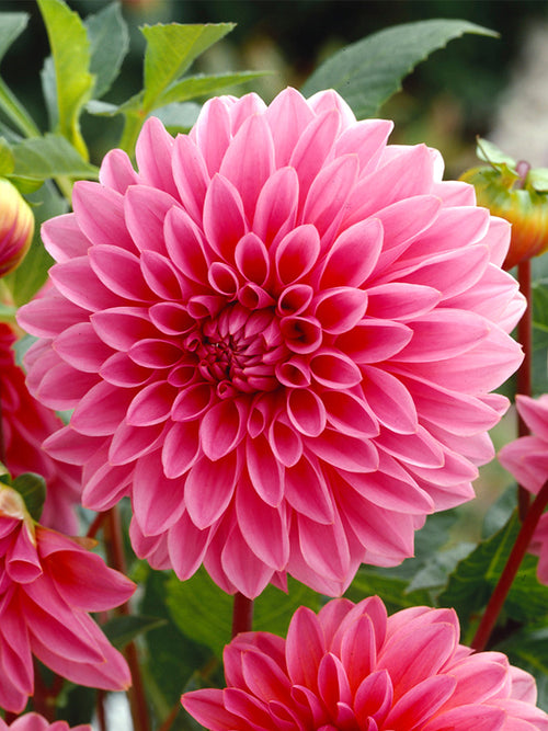 Dahlia Lucky Number dahliaknollen